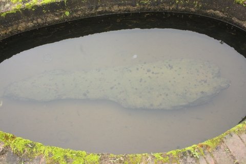 Cá đá 'cõng hồn' ở Hưng Yên và chuyện thật về 'hồn Trương Ba, da hàng thịt'