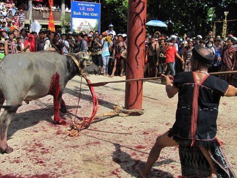 Xã nghèo thu mỗi hộ dân 300.000 đồng tổ chức lễ hội đâm trâu: Bộ VHTT&DL vào cuộc