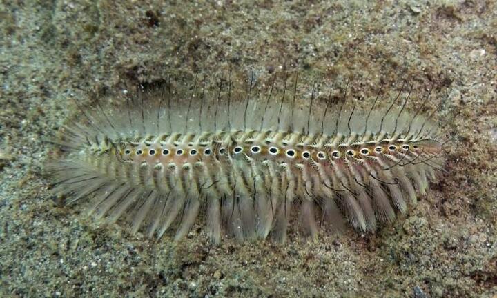 Bệnh viện Da liễu Trung ương cảnh báo độc tố của loài sâu róm biển