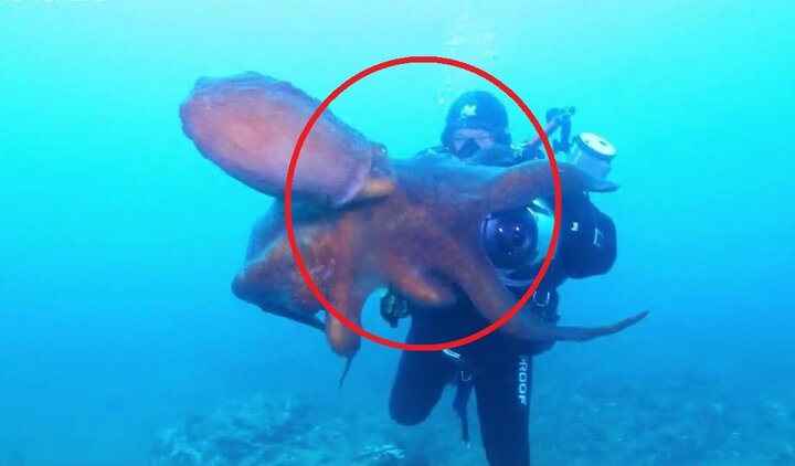 Clip: Bạch tuộc khổng lồ tấn công, đòi cướp đồ của thợ lặn