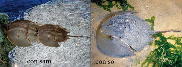 Dấu hiệu nhận biết khi trúng độc so biển