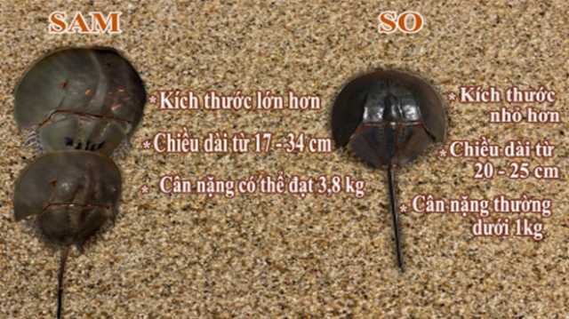 Ngộ độc chết người chỉ vì nhầm lẫn so biển với sam biển: Cách phân biệt đơn giản