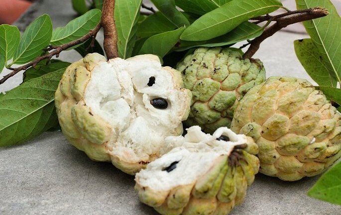 Đừng bỏ lỡ 'thần dược' rẻ tiền quả na chín, có sẵn trong vườn nhà người Việt