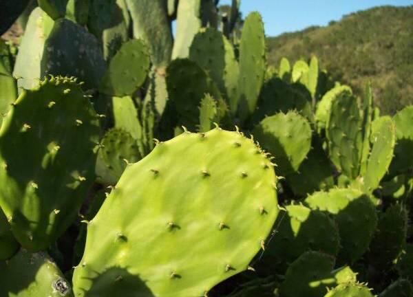Video: Dân Quảng Ngãi trồng xương rồng tai thỏ làm món ăn