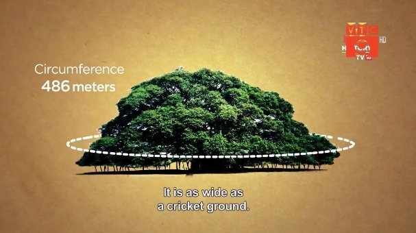Video: Cây đa 'khủng' ở Ấn Độ tạo bóng râm che cho 10.000 người