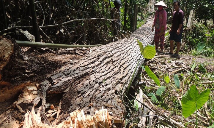 Những chuyện tâm linh kỳ bí về 'cụ bàng' trên 150 tuổi vừa ngã đổ