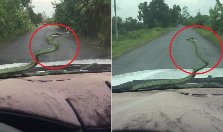 Clip: Rắn đánh đu như cần gạt nước trên kính ô tô khiến tài xế thất kinh
