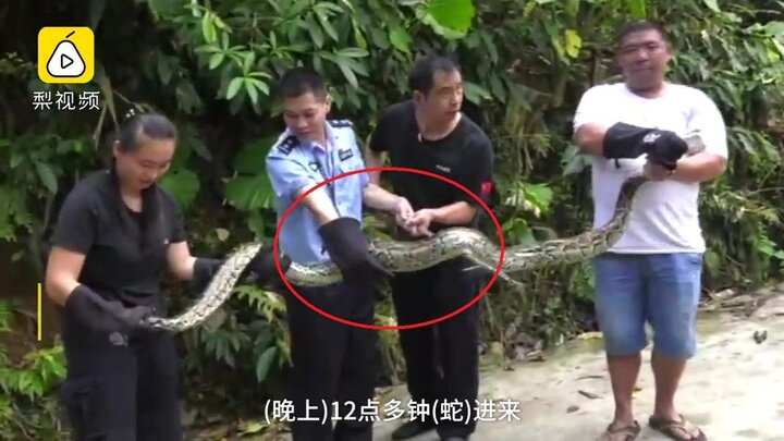 Clip: Mò vào chuồng xơi tái 3 con gà, trăn Miến Điện lĩnh trái đắng