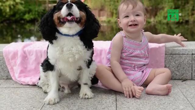 Suýt chết trong lúc ngủ, bé gái 1 tuổi được chó cưng cứu mạng