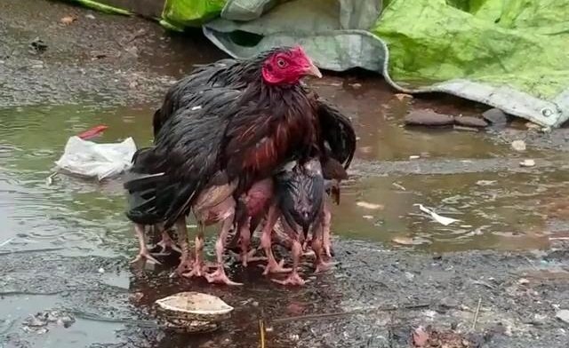 Clip gà mẹ dang cánh che chở đàn con trong mưa hút triệu lượt xem