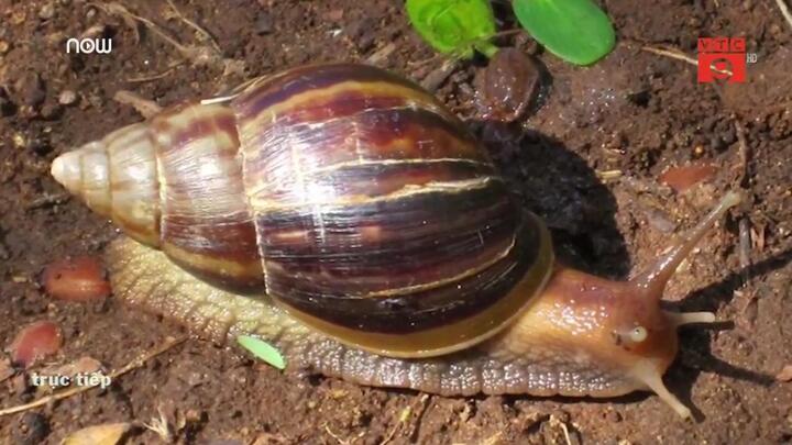 Clip: Nuốt ốc sên sống, thanh niên Bạc Liêu mắc viêm màng não