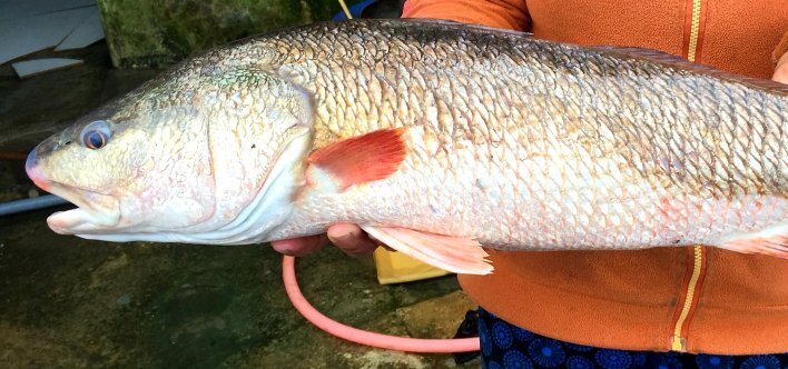 Tiểu thương mua được cá có sắc vàng óng ánh, nghi cá sủ vàng