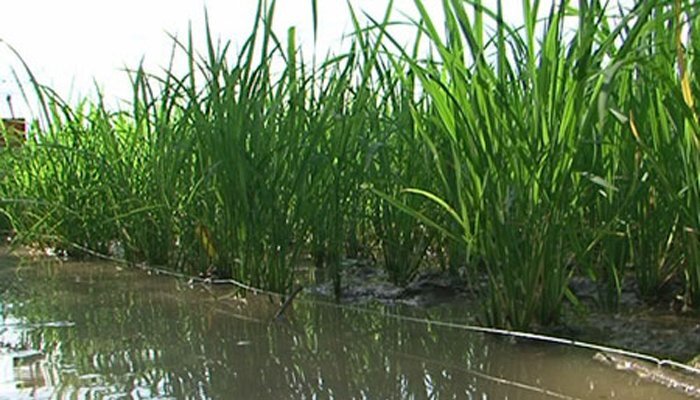 Ngã vào bẫy điện diệt chuột, một phụ nữ chết thảm