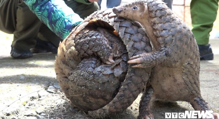 Bắt quả tang xe ô tô vận chuyển tê tê quý hiếm đi tiêu thụ