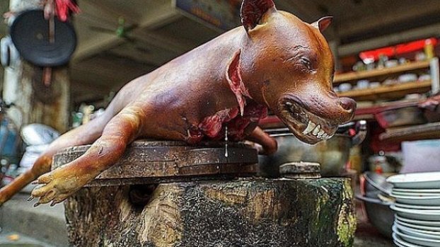 Ăn thịt chó: Sướng mồm hại thân, ôm bệnh vào người