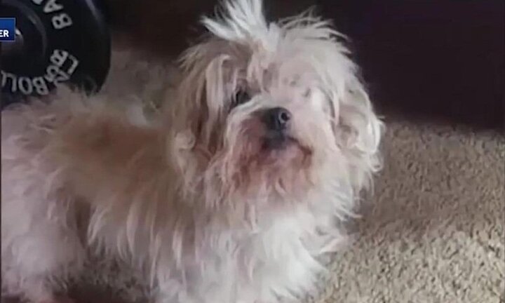 Bất hòa với mèo, chó bị chủ chôn sống