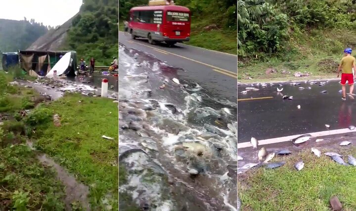 Clip: Hiện trường lật xe tải chở cá, hàng tấn cá nhảy tanh tách trên quốc lộ