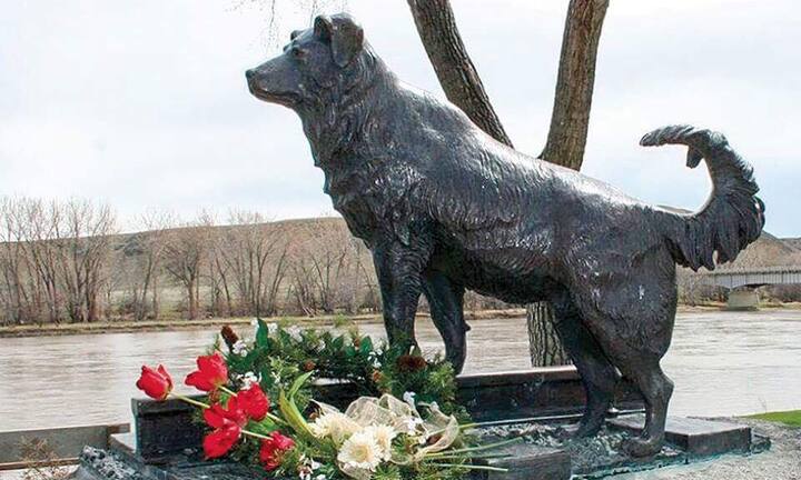 Lòng trung thành trong bài diễn văn về chó hay nhất thế giới 1.000 năm qua