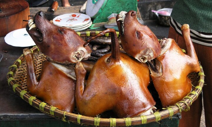 Video: Vì sao 'thủ phủ' thịt chó Nhật Tân biến mất bí ẩn?