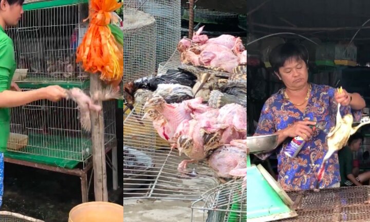 Kinh hãi cảnh tận diệt chim trời quý hiếm ngay sát khu bảo tồn ở miền Tây