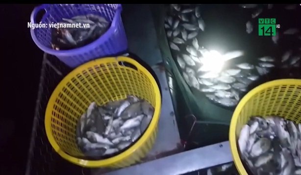 Clip: Thu gom hàng tấn cá chết ở Hồ Tây là có chủ đích