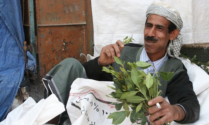 Video: Những người Yemen chỉ ăn lá cây để tồn tại