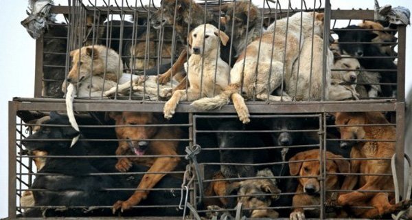 Hà Nội có bao nhiêu điểm kinh doanh, giết mổ chó, mèo?