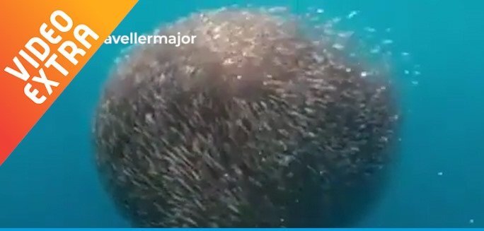 Video: Cá mập bị đàn cá khổng lồ 'nuốt chửng'