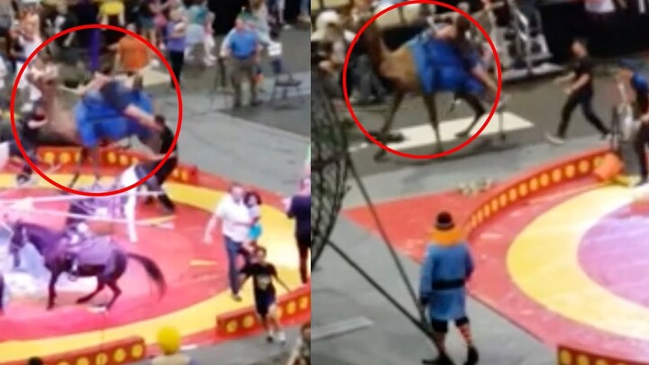 Clip: Bị giật mình, lạc đà nổi loạn lao vào tấn công trẻ em trong rạp xiếc