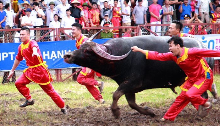 Video: Thót tim những pha xung trận của các 'ông trâu' Đồ Sơn, Hải Phòng