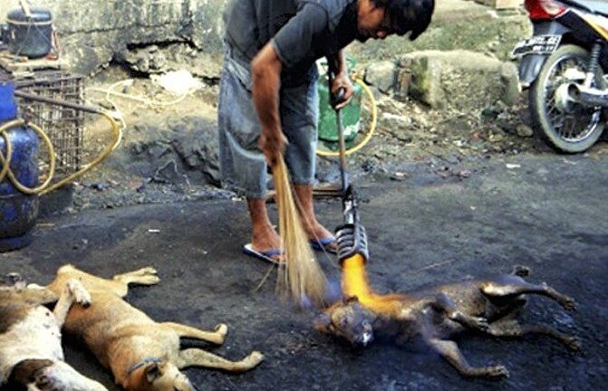 Lời đồn 'chó báo oán' khiến phố thịt chó Nhật Tân lừng danh biến mất?