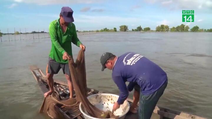 Video: Theo chân ngư dân săn cá linh mùa nước nổi