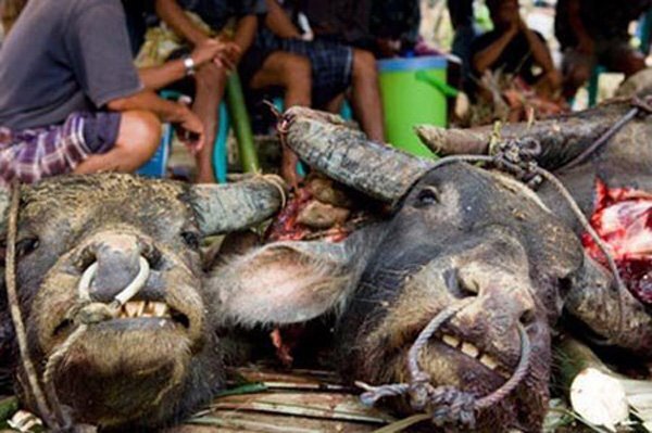 Kinh dị chuyện trâu hóa điên húc người ở làng mổ trâu lớn nhất Việt Nam