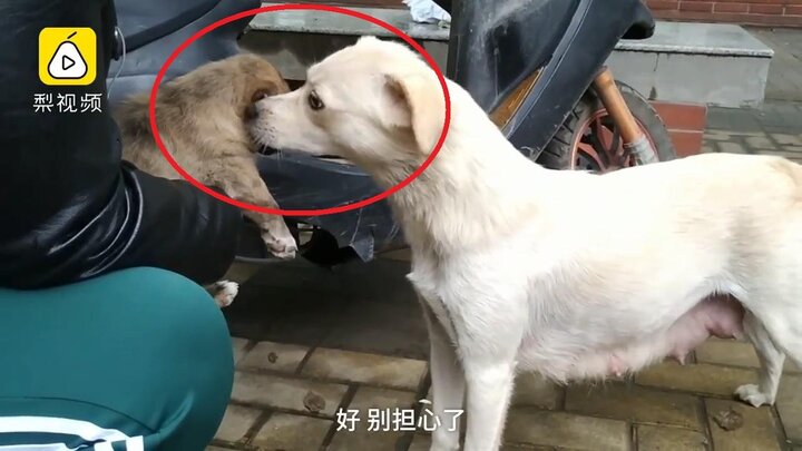 Clip: Chó mẹ buồn bã hôn tạm biệt con khiến người xem rơi lệ