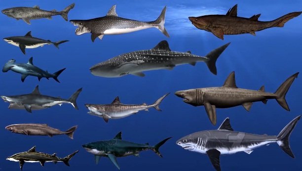 Video: Điểm mặt 15 loài cá mập lớn nhất từng tồn tại trên thế giới