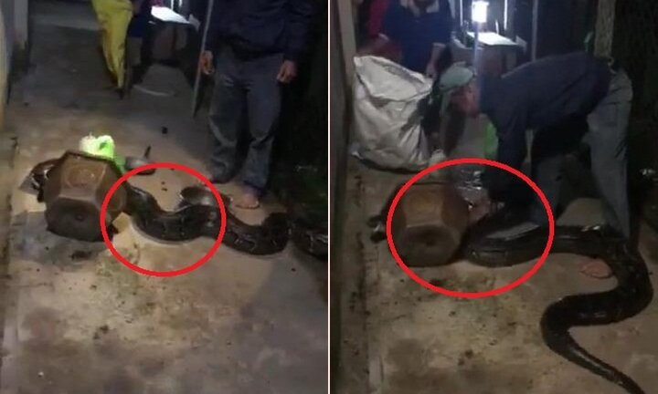 Clip: Tóm gọn trăn khủng bò vào nhà dân lúc nửa đêm ở Bình Dương