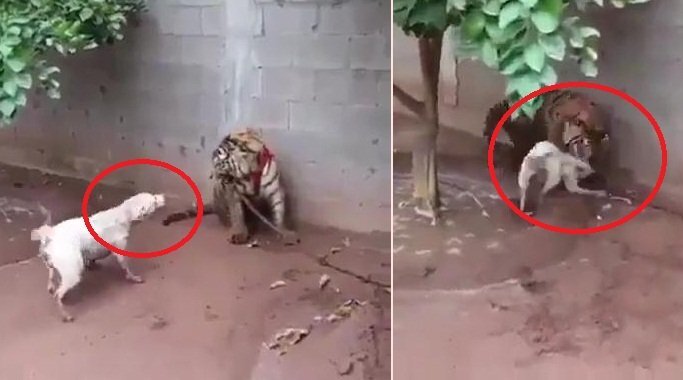 Clip: Chó hung hăng dọa nạt hổ và cái kết đắng