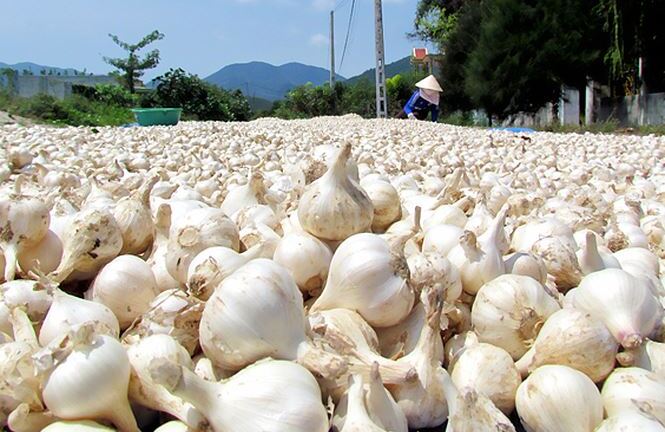 Hàng trăm tấn tỏi nguy cơ đổ bỏ tại Khánh Hòa