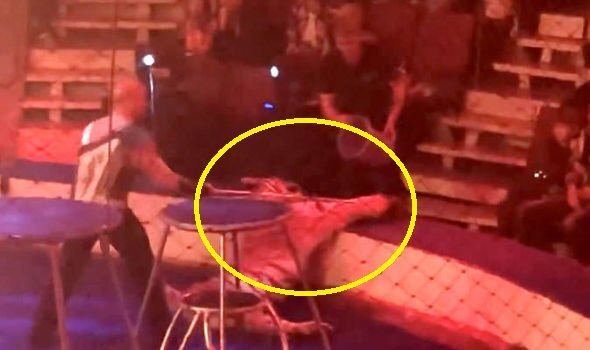 Clip: Bị ép nhảy qua vòng lửa, hổ rạp xiếc co giật, gục ngã