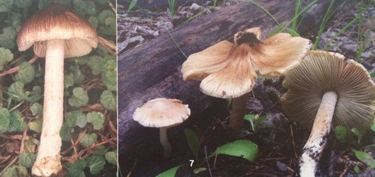 Ăn nhầm nấm độc, 3 bà cháu nguy kịch