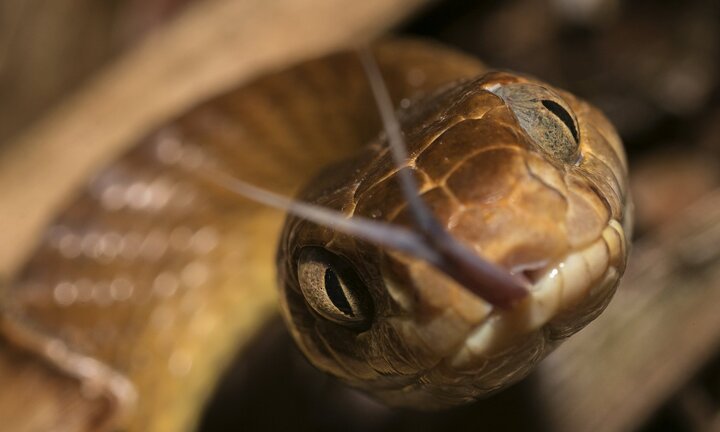 Loài rắn tinh vi, lén lút 'đi nhờ' máy bay quân sự để xâm chiếm lãnh thổ