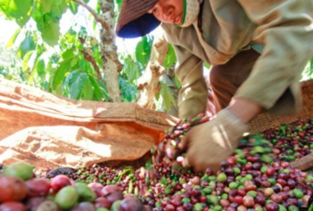 Vinacafe nặng nợ vì ‘con’