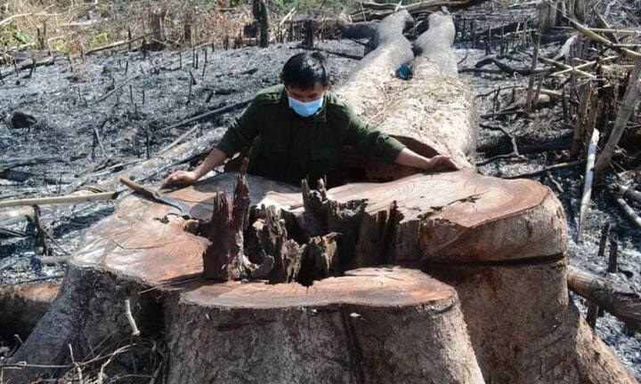 Để rừng bị hủy hoại, lãnh đạo công ty lâm nghiệp 'lãnh án' kỷ luật