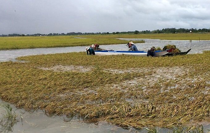 Lũ lên cao bất thường, cuộc sống của dân ĐBSCL đảo lộn
