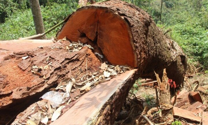 Để lâm tặc đốn hạ rừng lim xanh, 2 cán bộ kiểm lâm ở Quảng Nam bị bắt giam