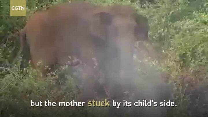 Video: Xót xa voi mẹ miệt mài hơn 24 tiếng cứu voi con đã chết
