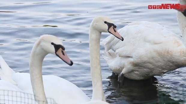 Đàn thiên nga hàng trăm triệu đồng ở hồ Thiền Quang giờ ra sao?