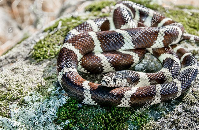 Rùng mình chứng kiến rắn vua tấn công, nuốt trọn rắn đuôi chuông trong chớp mắt