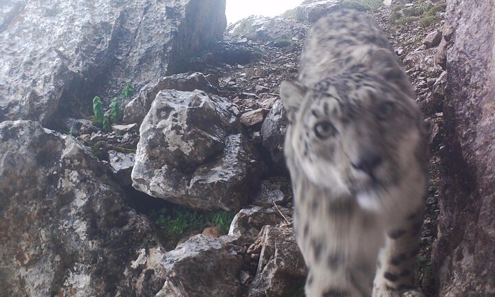 Báo tuyết 'chụp ảnh selfie' ở độ cao gần 5.000 m gây bão mạng