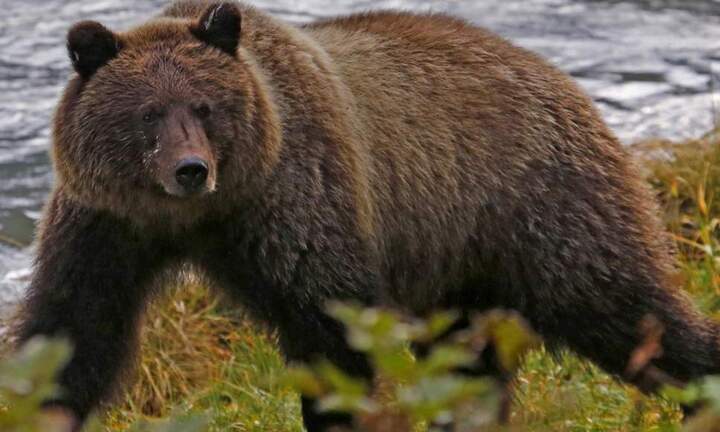 Thợ săn gấu bị xác con vật đè trúng người, nguy hiểm đến tính mạng